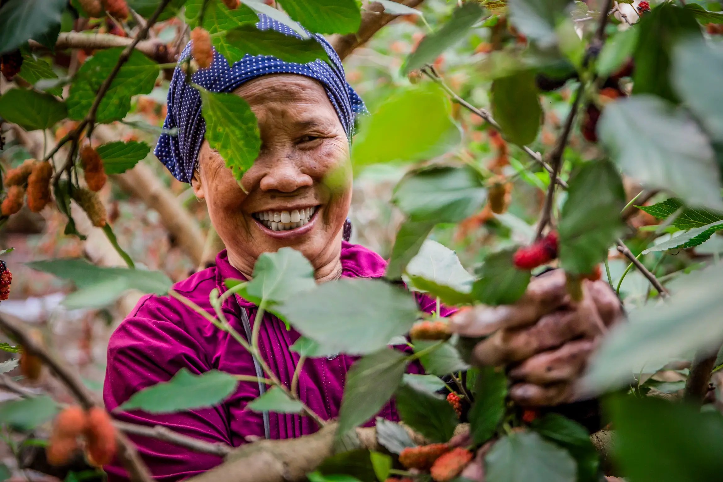 In suburban Hanoi, with summer comes the red-purple cascade of mulberries